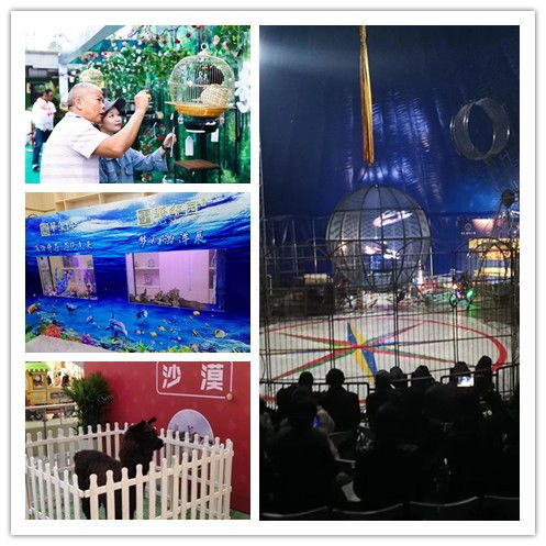 云南麗江市哪里有出租海獅表演的 傳振動物租賃