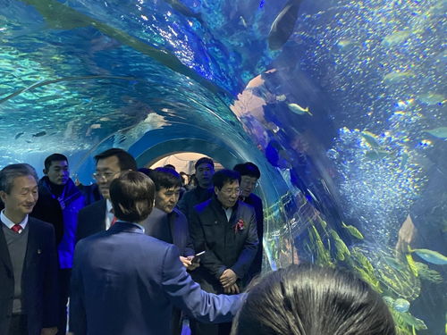 周口海洋館今日舉行盛大的開業典禮,熱烈祝賀2020.1.1日正式營業
