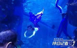 特約記者行 荊州海洋館首次迎客