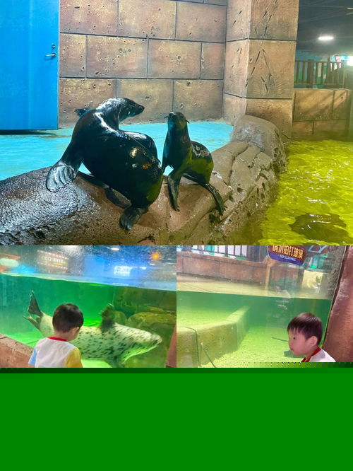 沈陽也有超大海洋館啦 沈北海藍星夢幻城