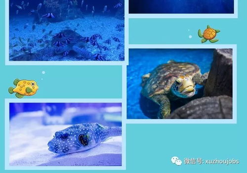 新年新 鯨 喜 徐州英才網營銷團帶你超低價暢玩海底世界