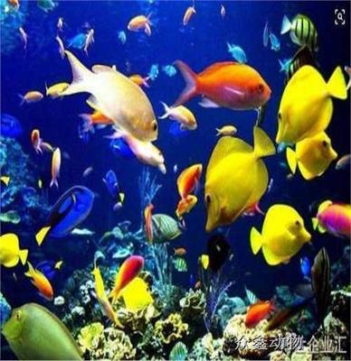 金水區出租海獅表演哪里有一手資源