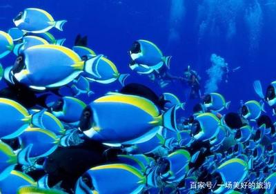 北京第一座五星級海洋水族館--北京工體富國海底世界!