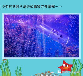 新年新 鯨 喜 徐州英才網營銷團帶你超低價暢玩海底世界