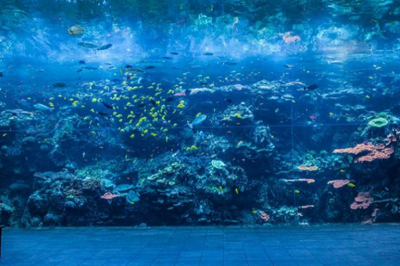 開水族館的基本條件