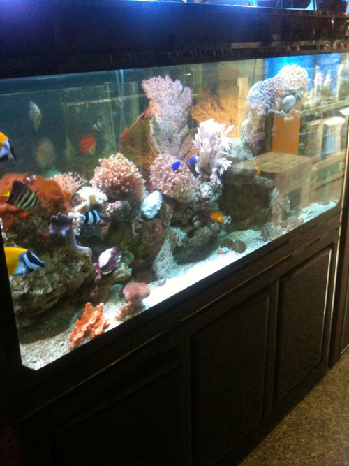 海水生態(tài)缸 - 魚 - 泉州倩倩水族-泉州水族館-南安水族館-泉州水族專賣-南安水族專賣