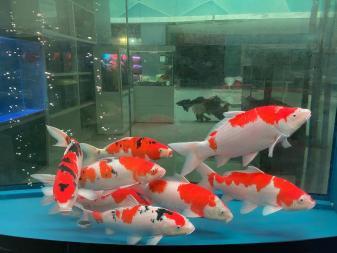 金陽眾彩水族館經營精品魚缸高中檔魚缸清洗魚缸維護