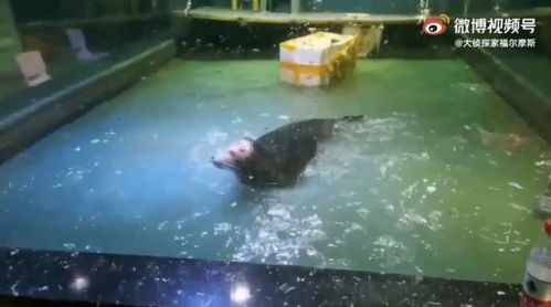 海獅半邊臉都爛了 嘉興一海洋館疑似無證經營 農業農村局 將去調查