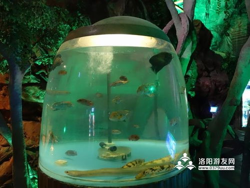 龍門海洋館門票政策 營業(yè)時(shí)間 表演時(shí)間 景區(qū)地址