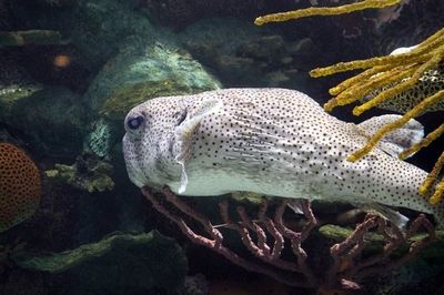 七星區魚安水族館(七星區魚安水族館經營產品:觀賞魚、水族用品銷售)