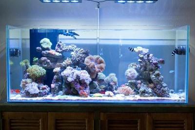 水族店加盟排行 水族店加盟哪個牌子好