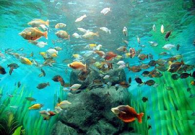 深海水族館安卓怎么充值,教你簡單的方法經營水族館
