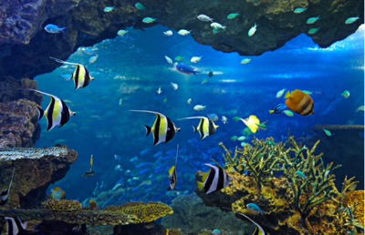 新手開水族店怎么進貨
