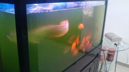 南京市玄武區(qū)魚視界水族館(南京市玄武區(qū)魚視界水族館經(jīng)營產(chǎn)品:水族器材、魚缸銷售)