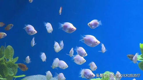 石家莊市動物園極地海洋世界試營業(yè)