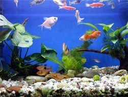 魚缸,海鮮池