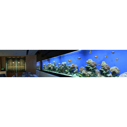 福州觀賞魚怎么養-福州余娛魚寵物經營部-福州觀賞魚