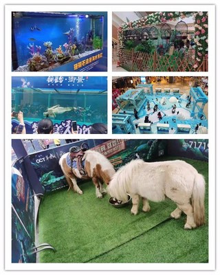 圖們市海獅表演出租哪里有