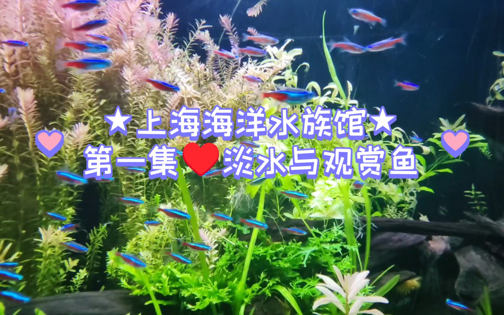 多倫多水族館買魚缸買觀賞魚.本店經營各種規格魚缸和100多種" href="