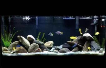 金陽眾彩水族館 經營精品魚缸高中檔魚缸 洗魚缸 養護魚缸等