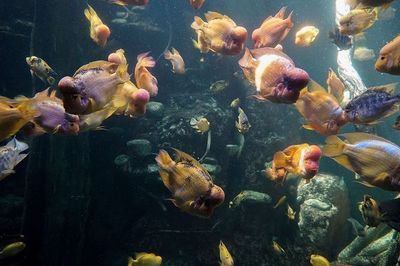 饒陽縣薄利水族館(饒陽縣薄利水族館經營產品:觀賞魚、鮮花、魚缸、漁具、魚料)
