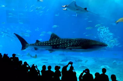 青島水族館、青島海底世界與日本沖繩美之島水族館結為姊妹館