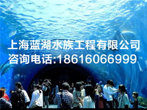供應海洋館整體設計規(guī)劃 水族生物供給 海洋館運營維護