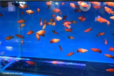 和田市魚樂水族館(和田市魚樂水族館經營產品:鳥類,魚類,)