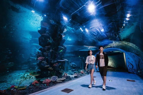 荊州小梅沙海洋館春節照常營業,海洋萌寶陪你過大年