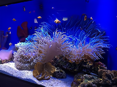 水族館賺錢嗎?水族館的收益不錯(cuò),但是在行業(yè)中的運(yùn)營(yíng)要掌握以下幾點(diǎn)