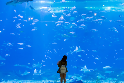 如何經營水族館 加盟水族館多少錢