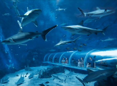 新手開水族店怎么進貨